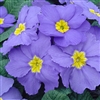 Primula Accord Mid Blue