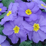 Primula Accord Mid Blue