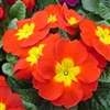 Primula Accord Scarlet