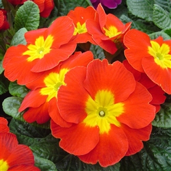 Primula Accord Scarlet