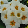 Primula Accord White/YelEye