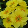 Primula Accord Yellow