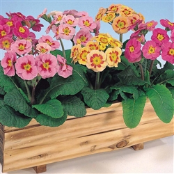 Primula Pac.Gi. Mix