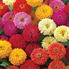 Zinnia Dreamland Mix