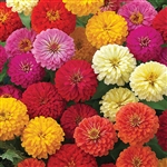 Zinnia Dreamland Mix