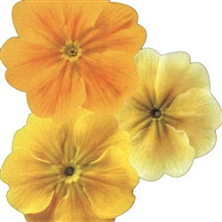 Primula Citrus Shades-Acaulis