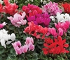 Cyclamen Sierra Synchro Mix