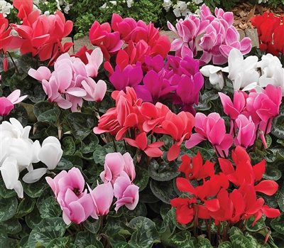 Cyclamen Sierra Synchro Mix