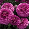 Ranunculus Mache Purple Pellets