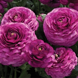 Ranunculus Mache Purple Pellets