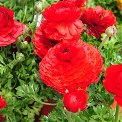 Ranunculus Mache Plus Red Pellet