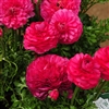 Ranunculus Mache Plus Rose Pellet