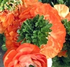 Ranunculus Reinette Orange