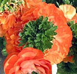 Ranunculus Reinette Orange