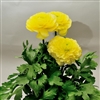 Ranunculus Mache Plus Butter Pellets