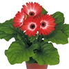 Gerbera F/Line Midi Eye Red