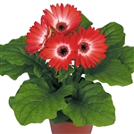 Gerbera F/Line Midi Eye Red