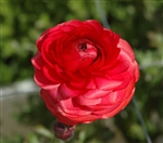 Ranunculus Friandine Carmine