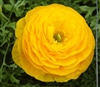 Ranunculus Friandine Gold