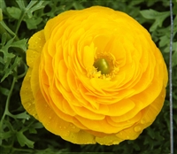 Ranunculus Friandine Gold