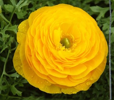 Ranunculus Friandine Gold