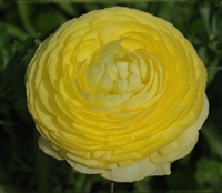 Ranunculus Friandine Lemon