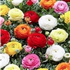 Ranunculus Friandine Mix