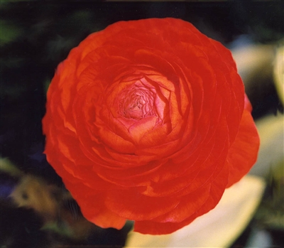 Ranunculus Friandine Orange