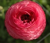 Ranunculus Friandine Pink Picotee