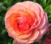 Ranunculus Highline Salmon