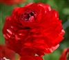 Ranunculus Highline Scarlet