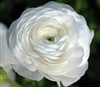 Ranunculus Friandine White