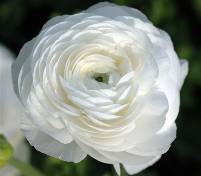 Ranunculus Friandine White