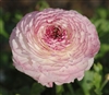 Ranunculus Friandine White Pic