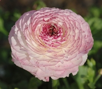 Ranunculus Friandine White Pic