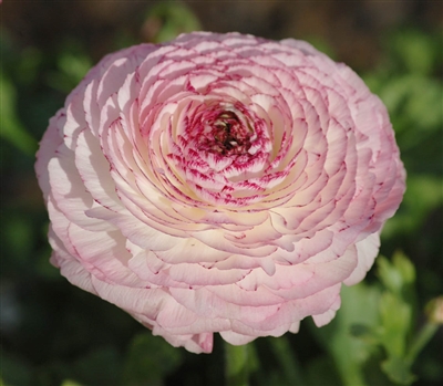 Ranunculus Friandine White Pic