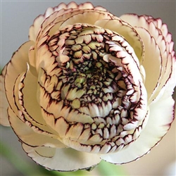 Ranunculus Friandine White Pic