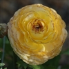 Ranunculus Friandine Yellow Pic