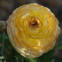 Ranunculus Friandine Yellow Pic