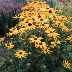 Rudbeckia Goldsturm