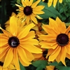 Rudbeckia Marmalade