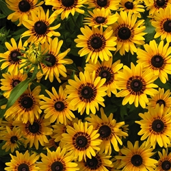 Rudbeckia Denver Daisy