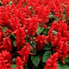 Salvia Blaze Of Fire