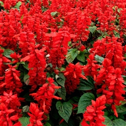 Salvia Blaze Of Fire