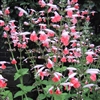 Salvia Hummingbird Coral Nymph