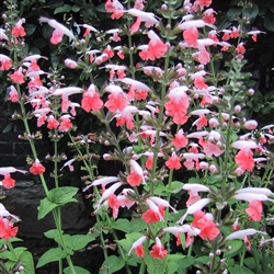 Salvia Hummingbird Coral Nymph