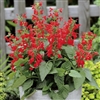 Salvia Hummingbird Lady In Red