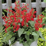 Salvia Hummingbird Lady In Red