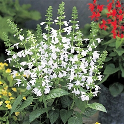 Salvia Hummingbird Snow White