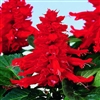 Salvia Reddy Red